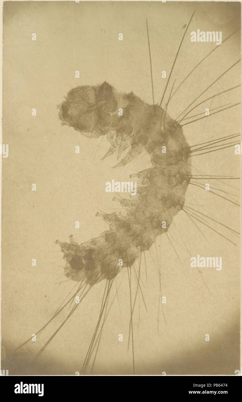 [Microscopic view of an insect]. Artist: Alois Auer (Austrian, Wels 1813-1869 Vienna). Date: ca. 1853. Museum: Metropolitan Museum of Art, New York, USA. Stock Photo