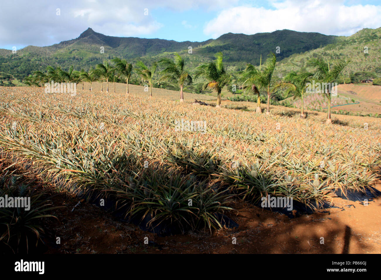 Pineapple plantation field near the Black River National Park in