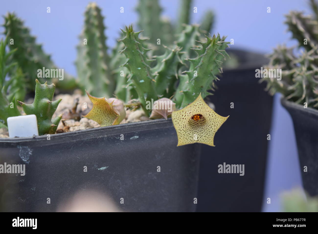 starfish cactus plant and flower Stock Photo