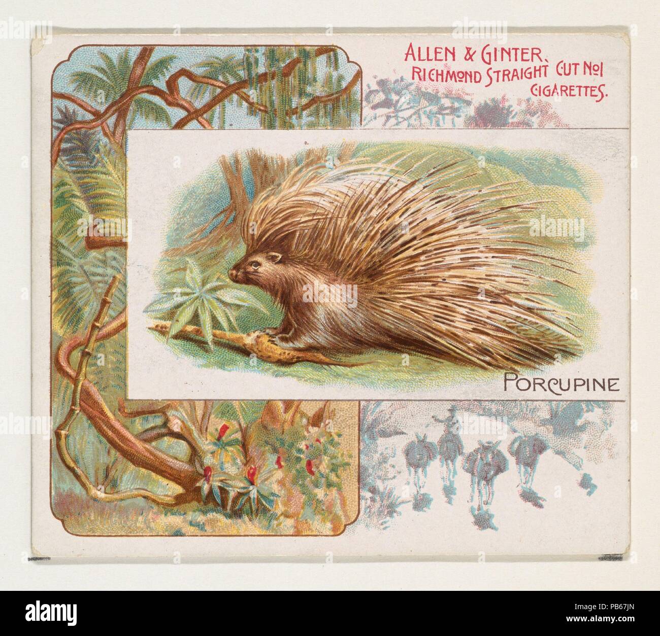 Porcupine, from Quadrupeds series (N41) for Allen & Ginter Cigarettes. Dimensions: Sheet: 2 7/8 x 3 1/4 in. (7.3 x 8.3 cm). Lithographer: Lithography by Lindner, Eddy & Claus (American, New York). Publisher: Issued by Allen & Ginter (American, Richmond, Virginia). Date: 1890.  Large trade cards from the 'Quadrupeds' series (N41), issued in 1890 in a set of 50 cards to promote Allen & Ginter brand cigarettes. Series N41 reproduces the cards from N21 in a larger size. Museum: Metropolitan Museum of Art, New York, USA. Stock Photo