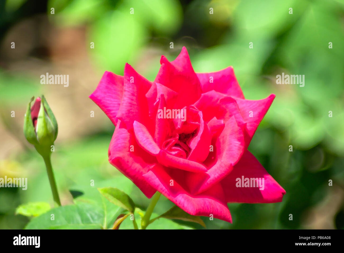 illustration of a red Hybrid Tea Rose Stock Photo - Alamy