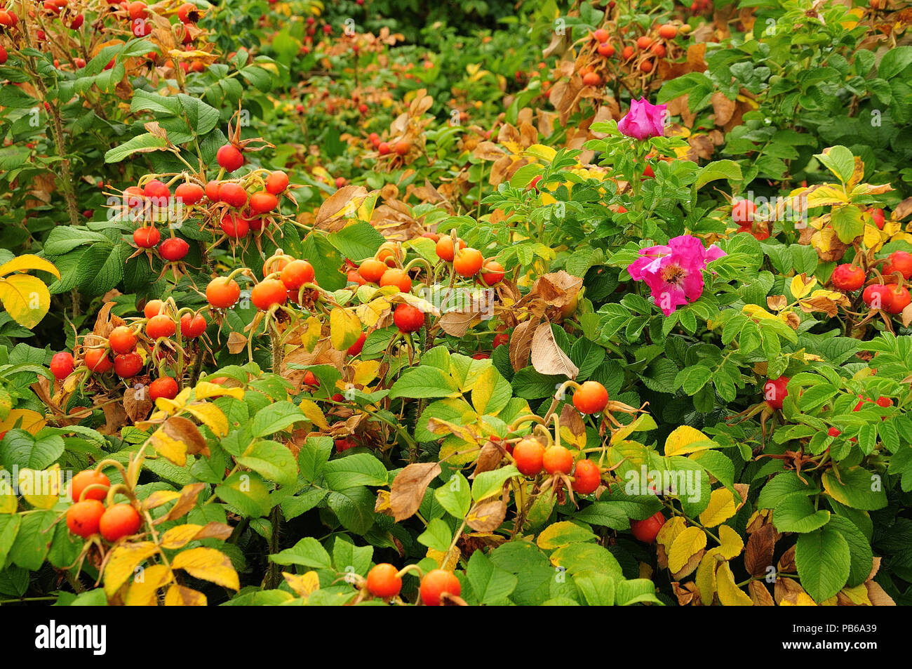 large hedge of rosa rugosa with red hips and pink flowers after rain Stock Photo