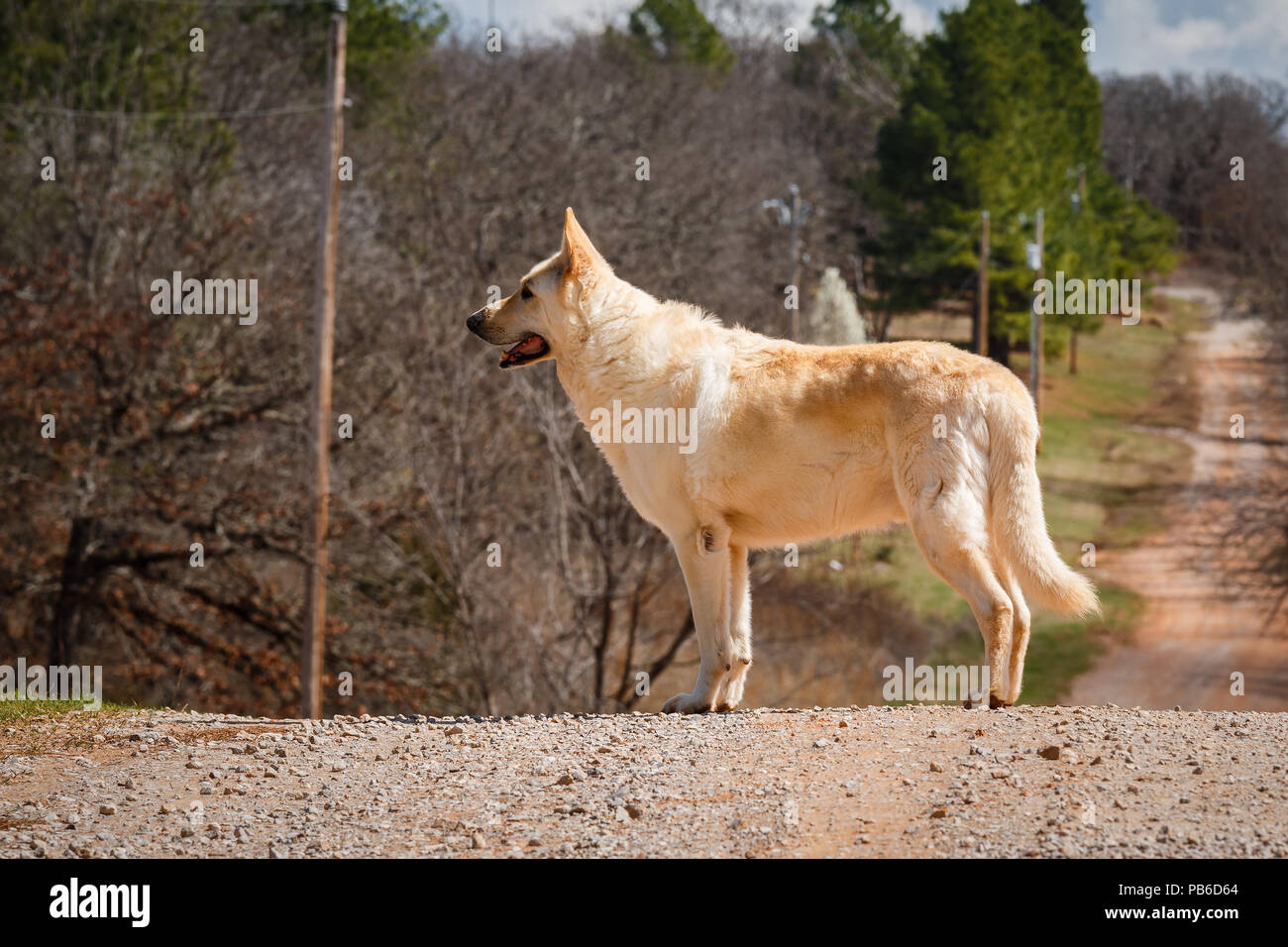 White German Shepard dog standing on top of a hill. Stock Photo