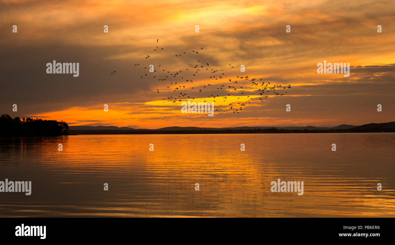 Silhouette of birds flying across a blurred sunset of a lake ,creating a background or wallpaper. Stock Photo