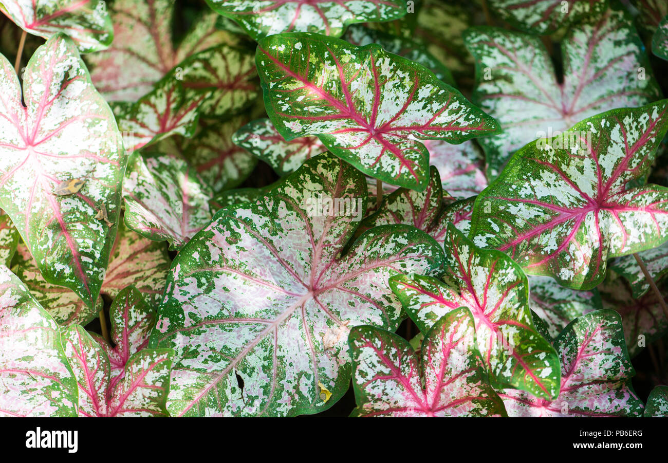 caladium with big colorful leaves growing in the garden Stock Photo