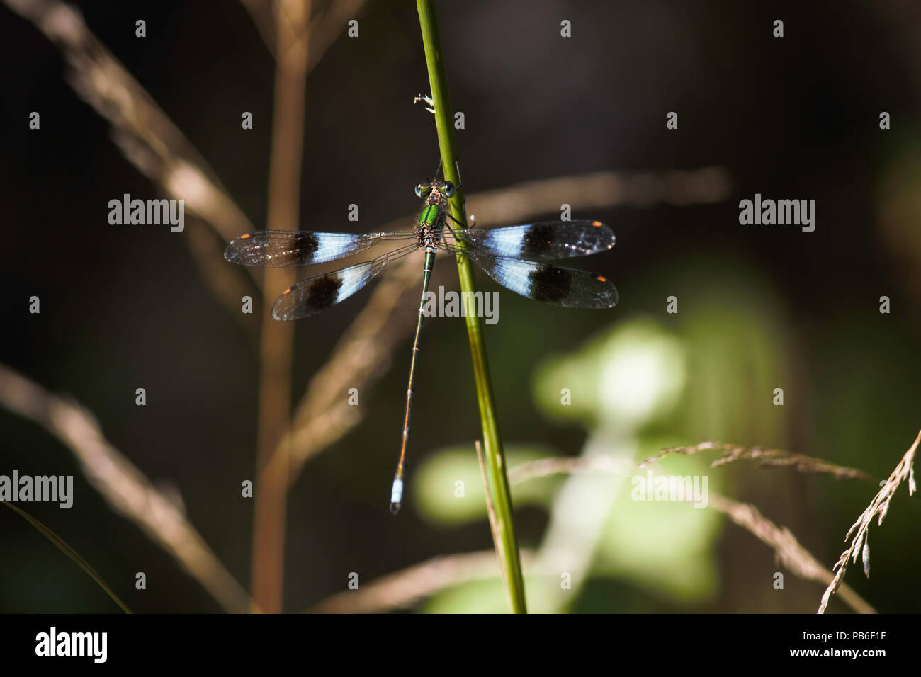 Mountain Malachite Damselfly (Chlorolestes fasciatus) On Grass Stem Stock Photo