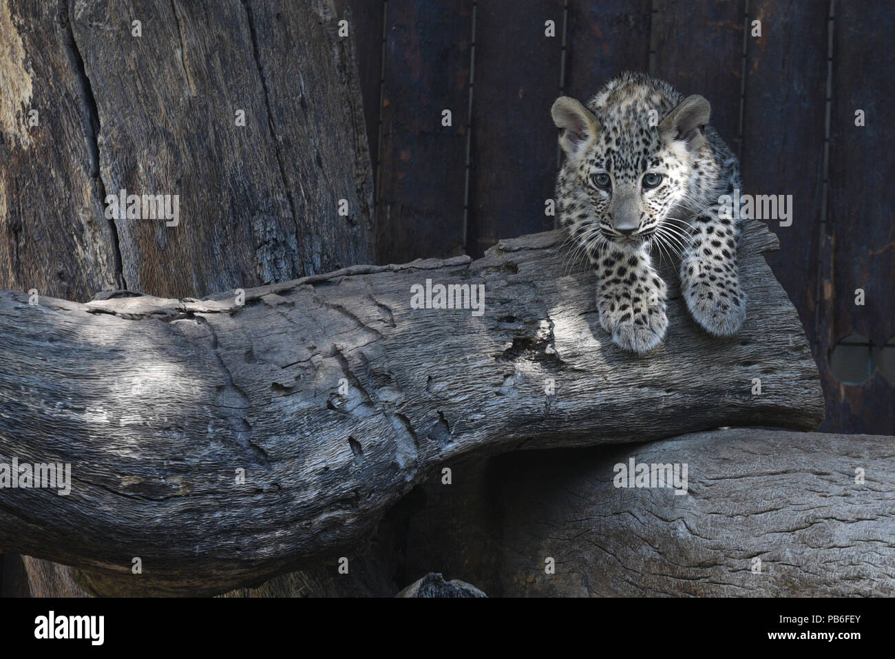 Madrid, Spain. 26th July, 2018. The baby Persian leopard pictured in his enclosure at Madrid zoo. He born on last April, 2018, after of 3 months of gestation, weighing about 0.5 kilograms. Credit: Jorge Sanz/Pacific Press/Alamy Live News Stock Photo