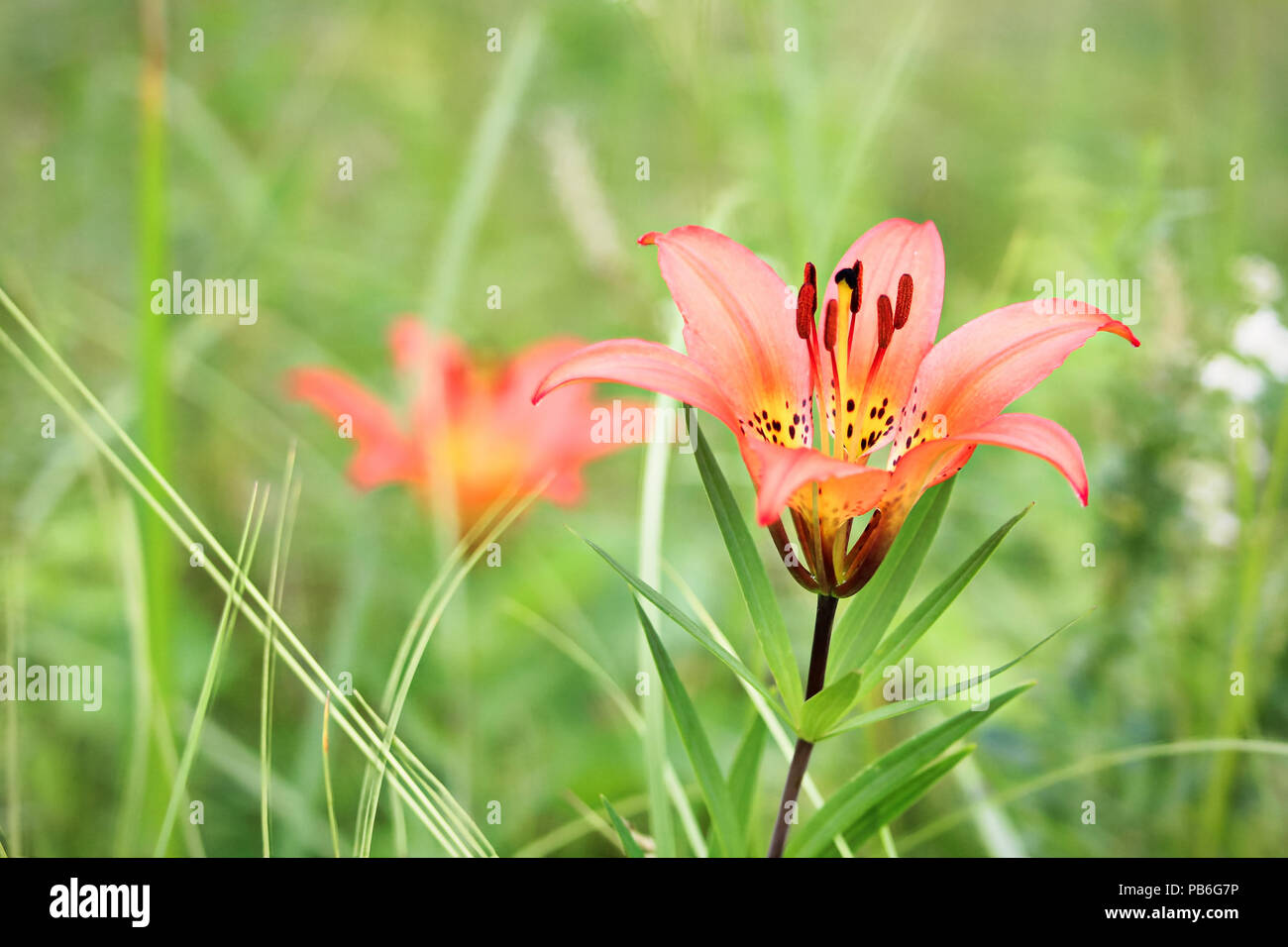 Wild Tiger Lily Hi Res Stock Photography And Images Alamy