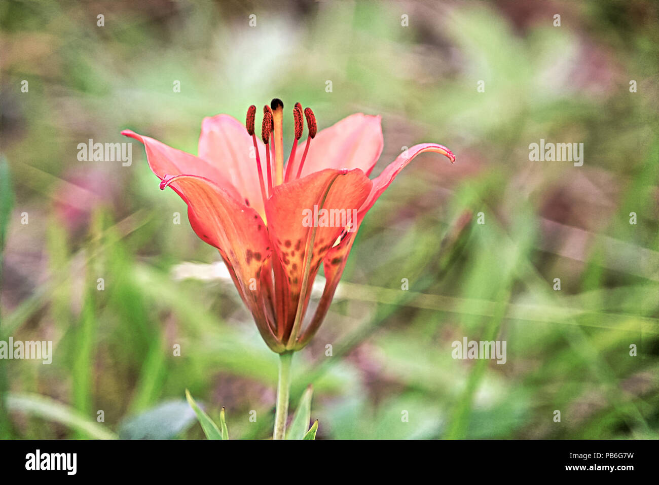 Wild tiger lily hires stock photography and images Alamy