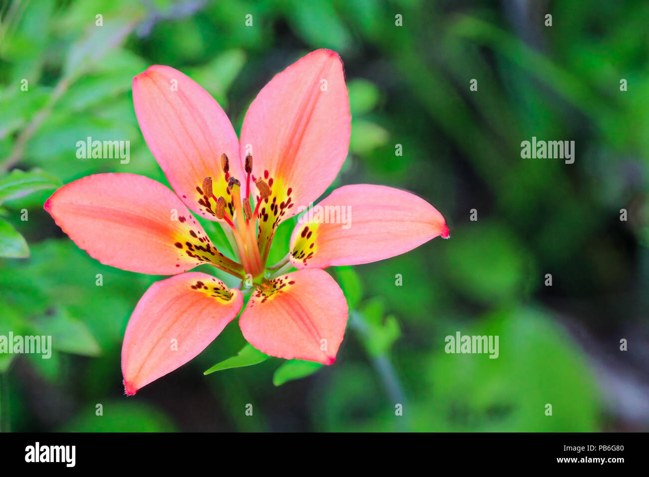 Closeup view of a wild tiger lily Stock Photo Alamy