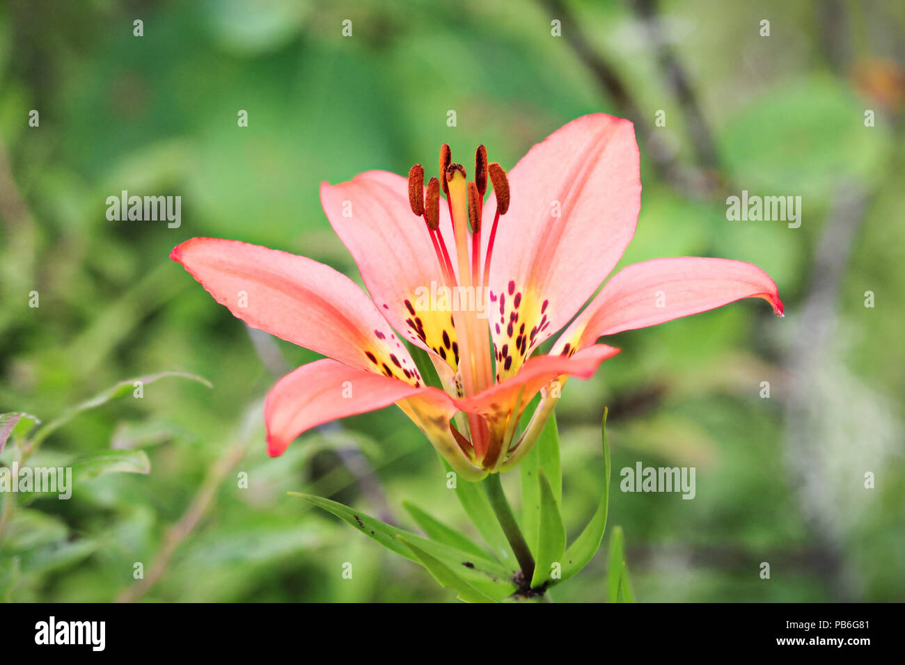 Wild tiger lily hires stock photography and images Alamy