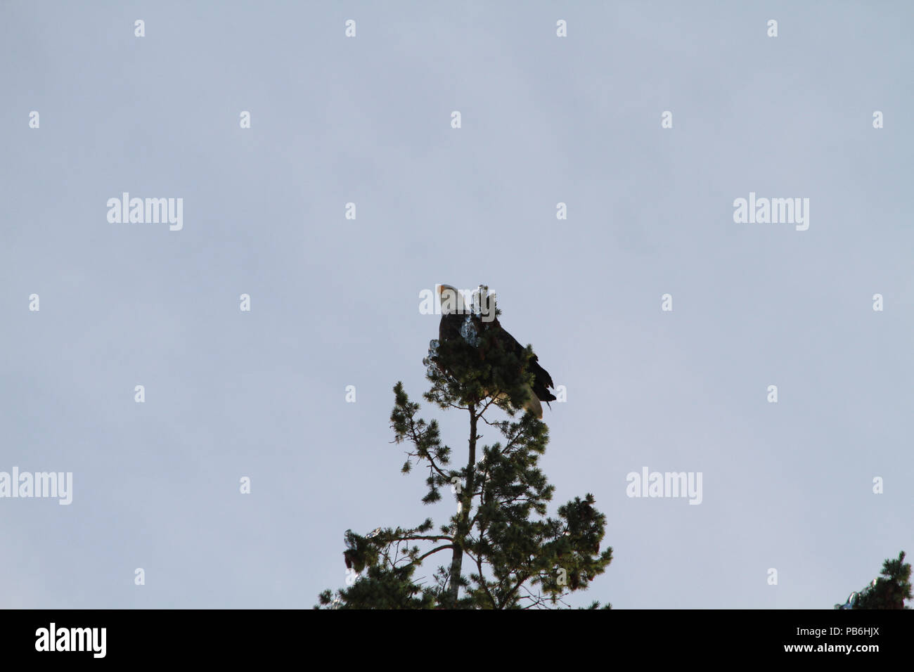 A bald eagle resting on the top of a tree in the winter Stock Photo - Alamy