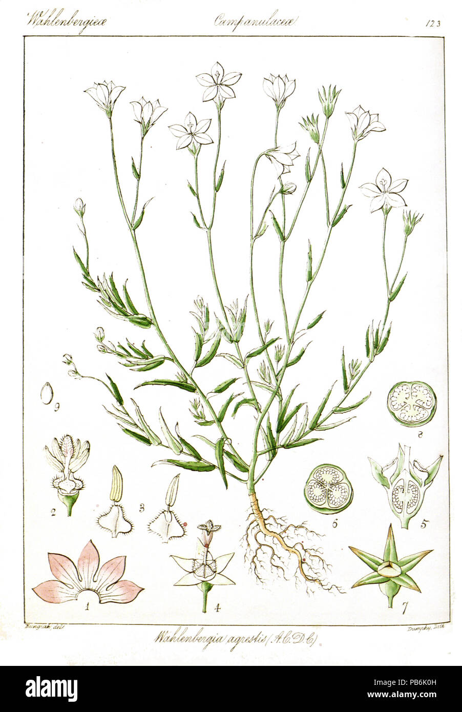 1828 Wahlenbergia agrestis Rungiah Stock Photo