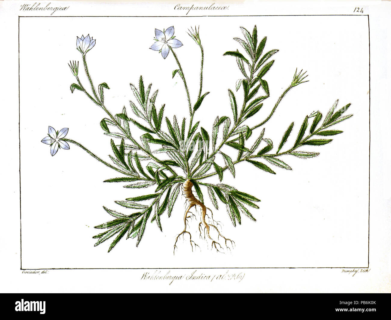 1828 Wahlenbergia indica Govindoo Stock Photo