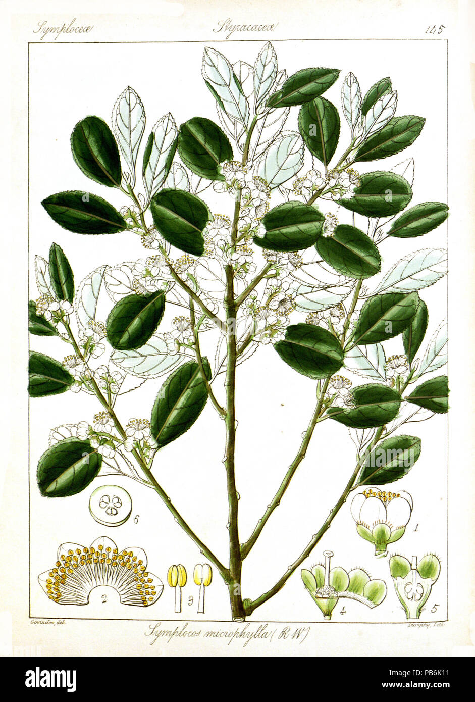 1592 Symplocos microphylla Govindoo Stock Photo