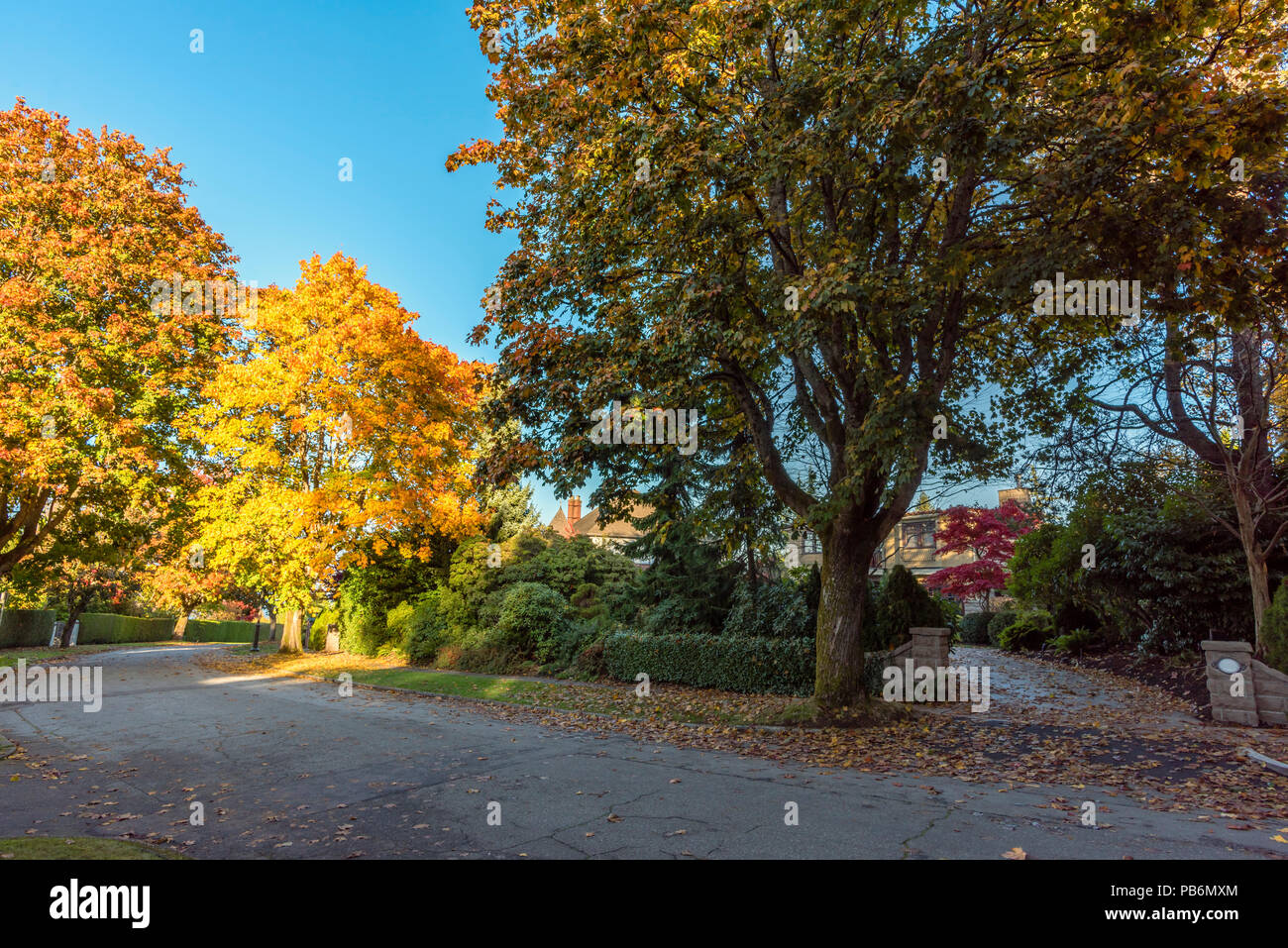 Street light trees branch hi-res stock photography and images - Alamy