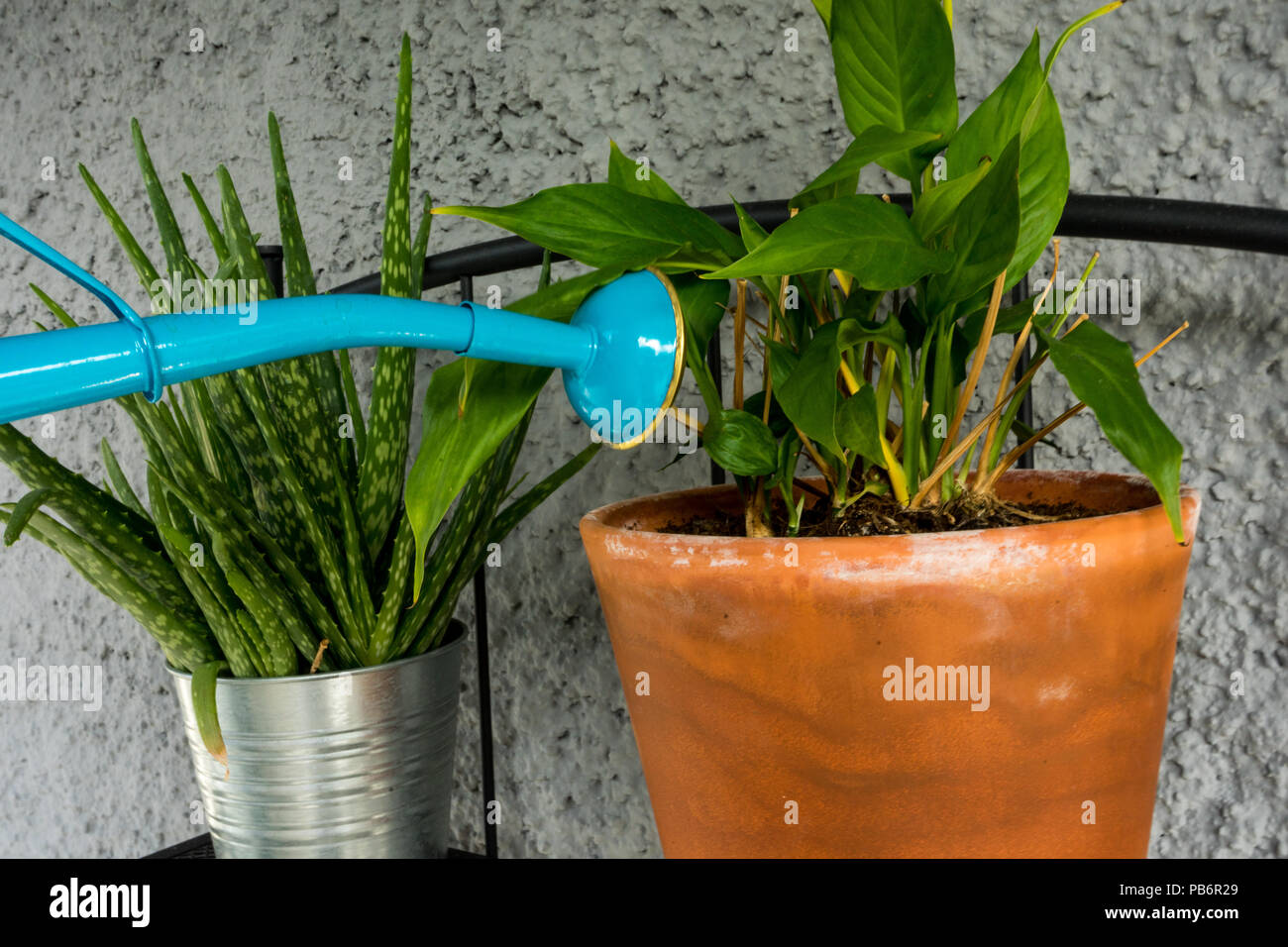blue watering can giving water to orchid plant with aloe vera plant in the back close up Stock Photo