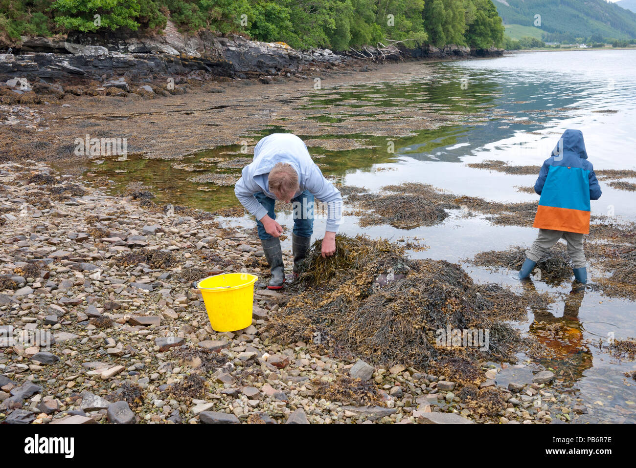 Young man with his son collecting Winkles (Littorina littorea) on a Scottish Loch, Scotland, UK. Stock Photo