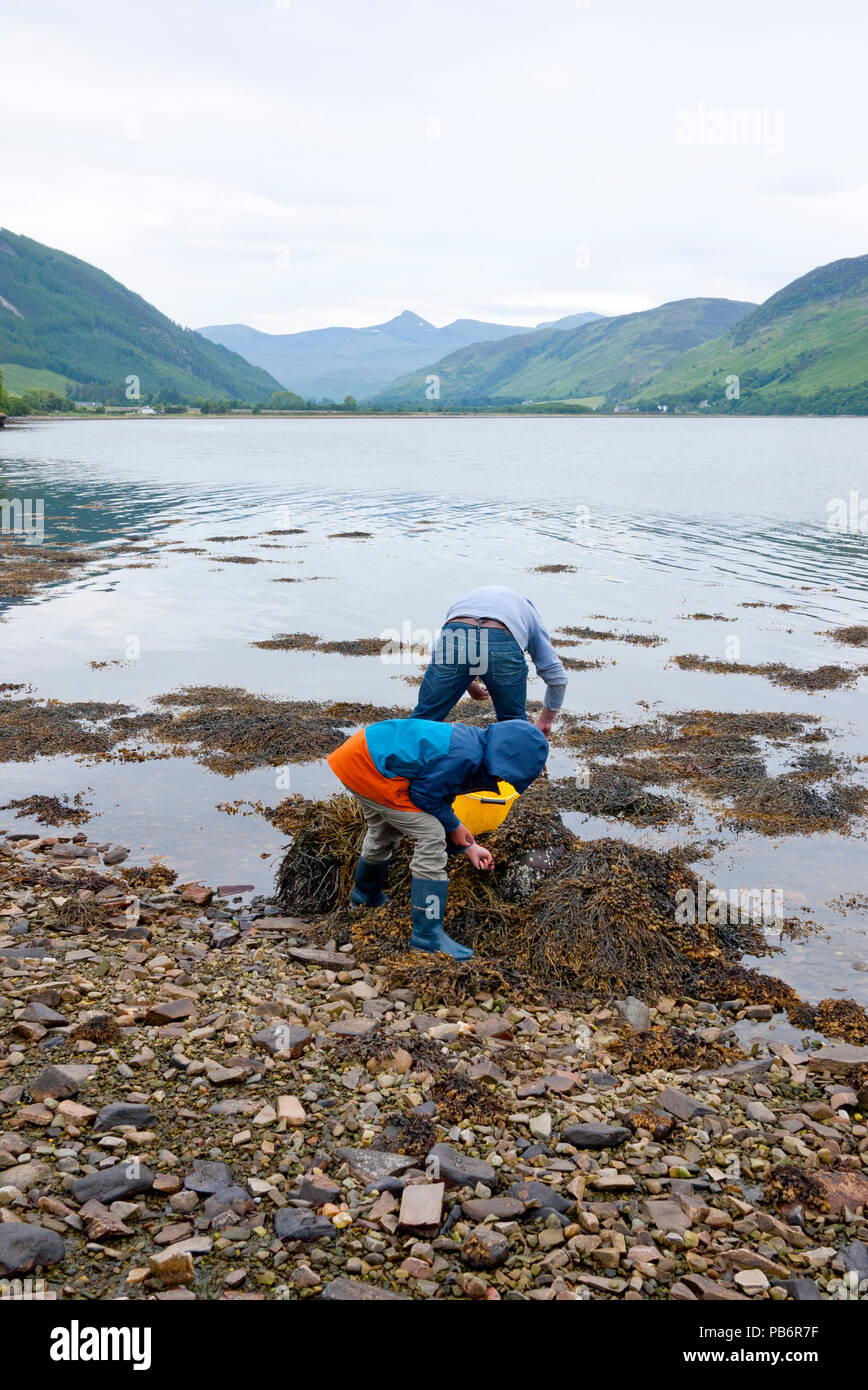 Young man with his son collecting Winkles (Littorina littorea) on a Scottish Loch, Scotland, UK. Stock Photo