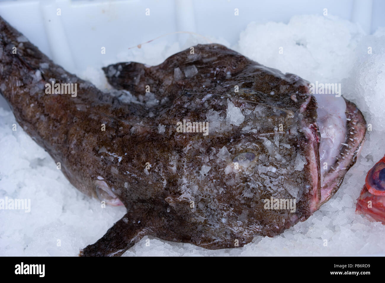 Northern European Monk Fish, (Lophius piscatorius) in a box of ice. Scotland, UK. Stock Photo