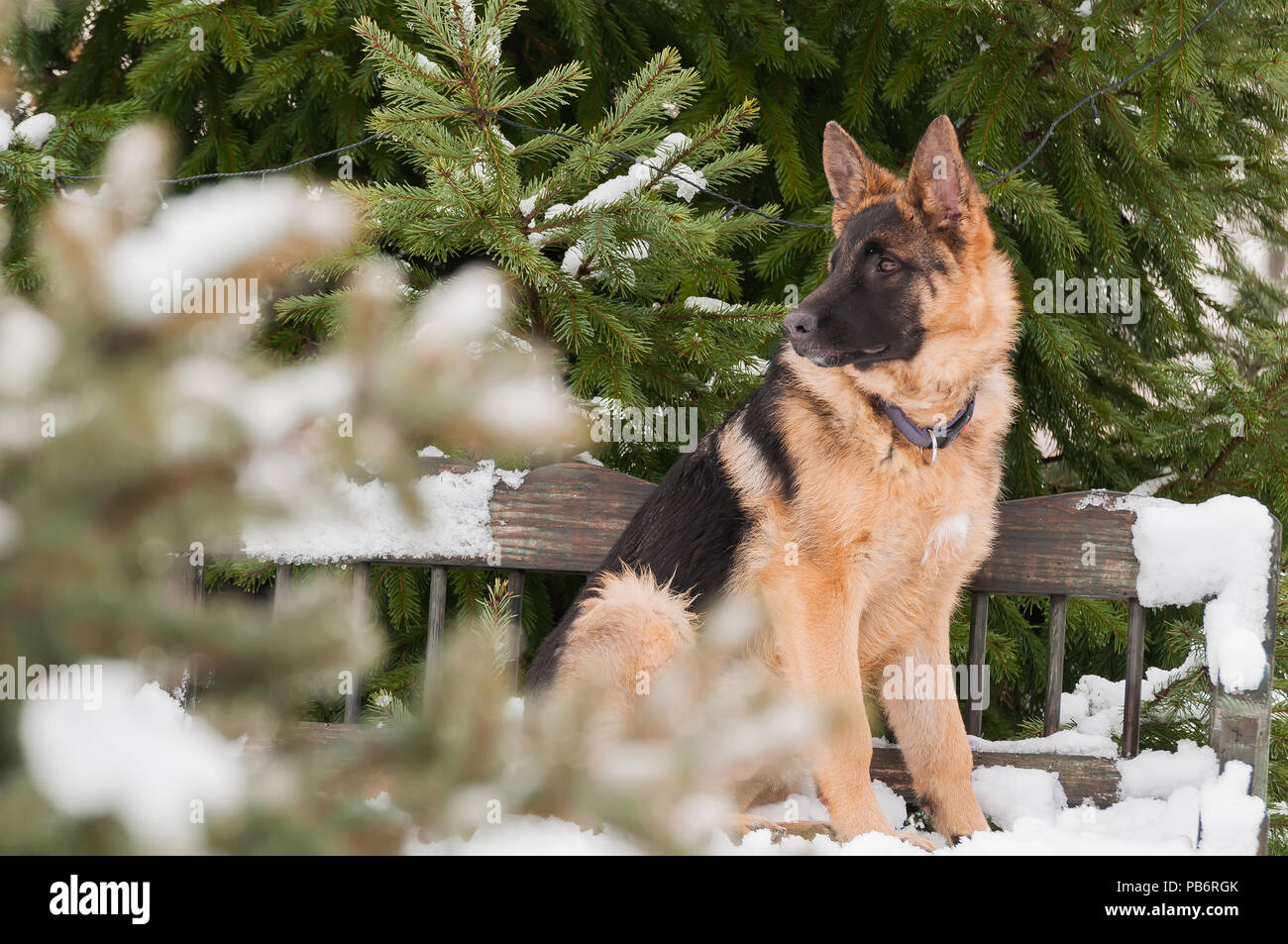A beautiful playful german shepherd puppy dog sitting on a wooden bench at winter. Stock Photo