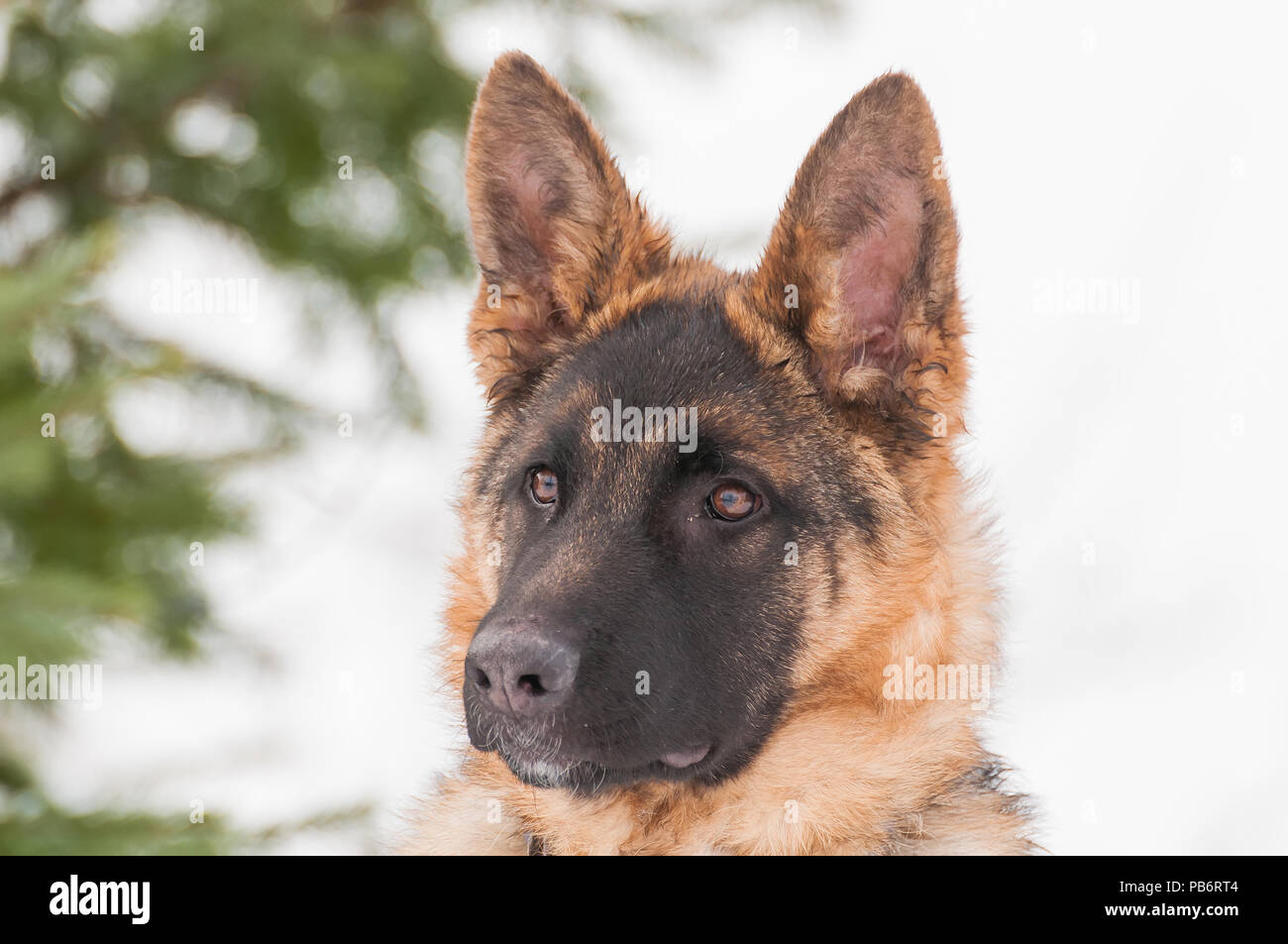 Portrait of a beautiful german shepherd puppy dog at winter. Stock Photo