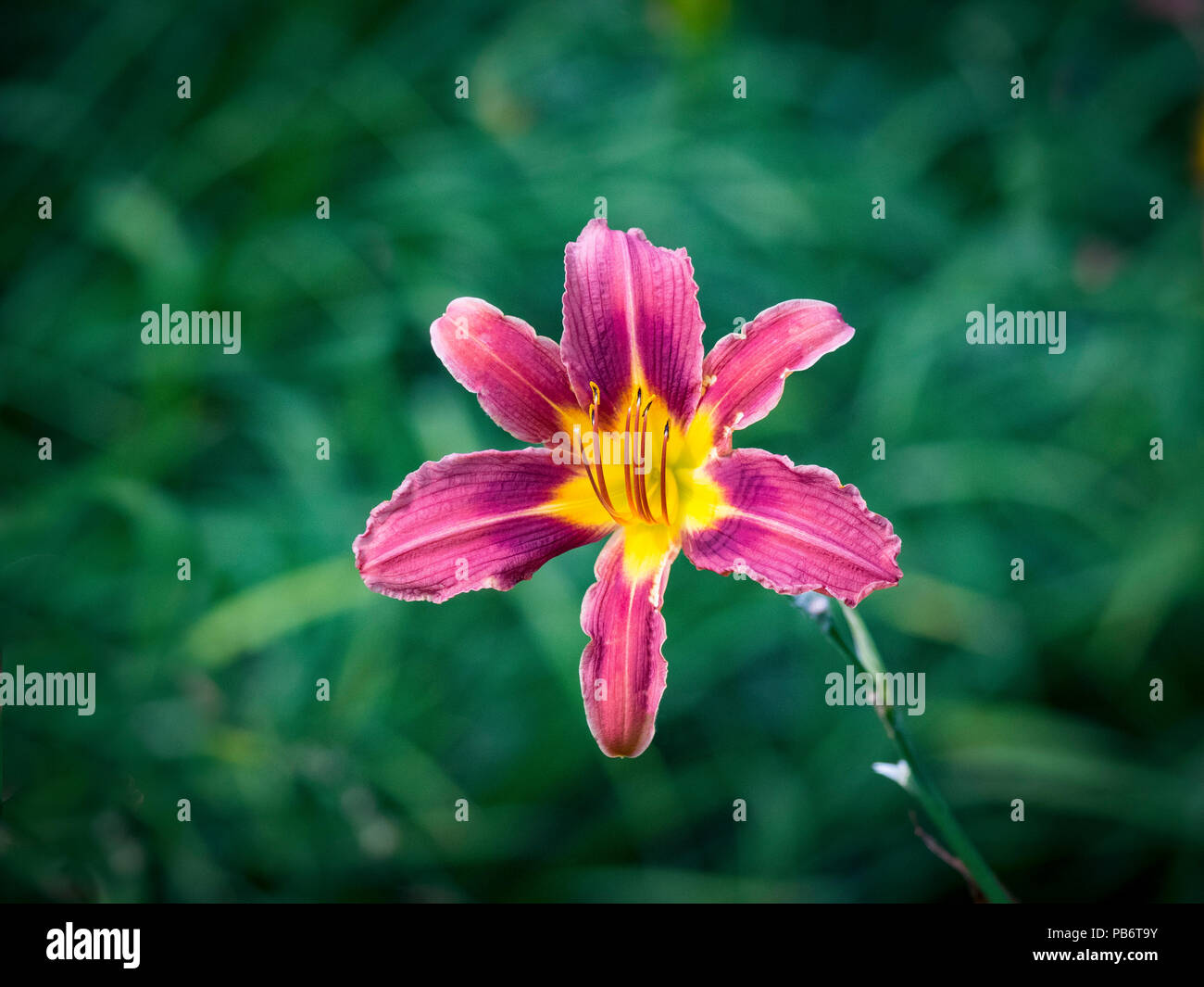Lily in bloom Stock Photo Alamy