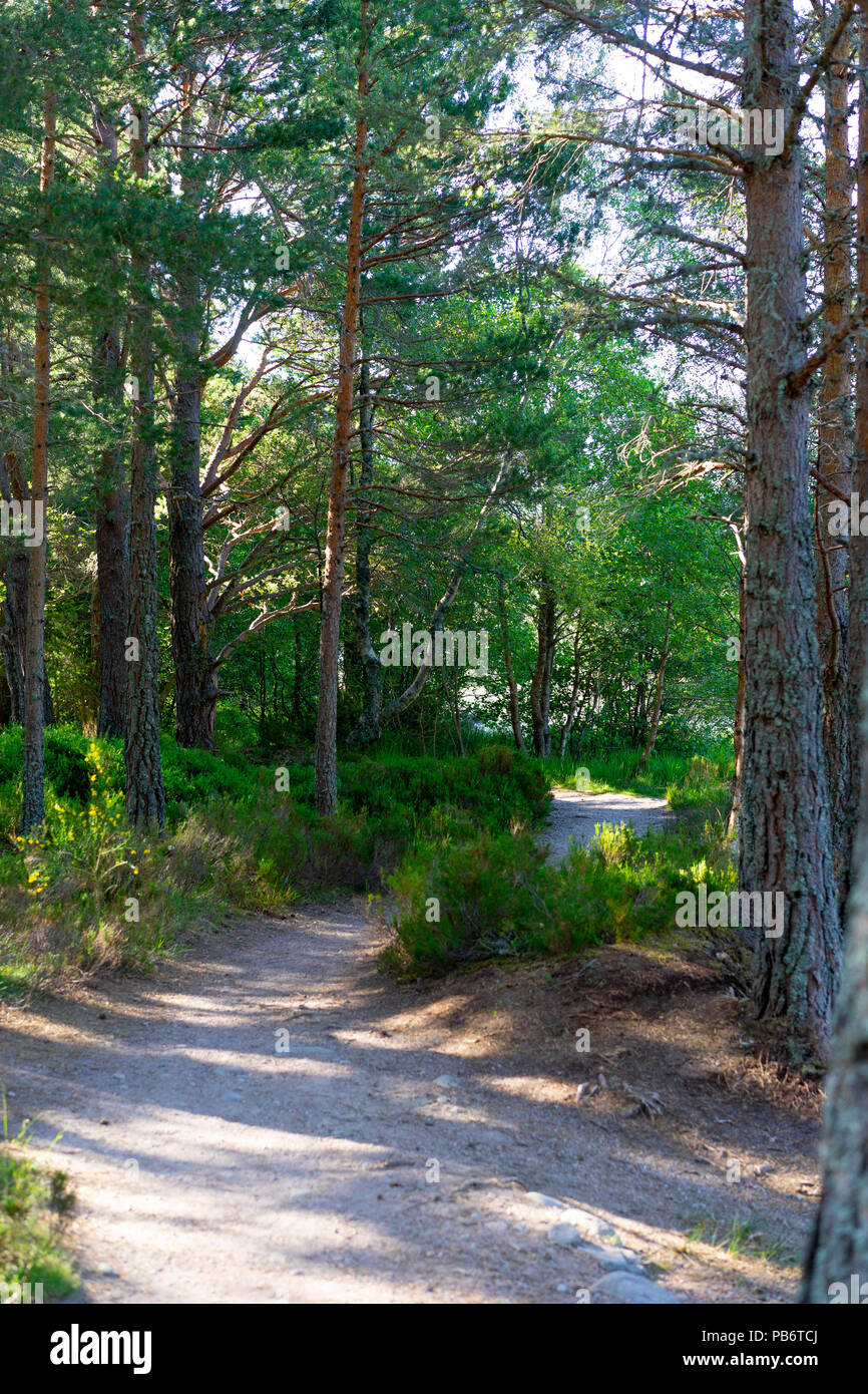 Glenmore Forest Track, Glenmore,Cairngorms,Scotland, UK Stock Photo Alamy