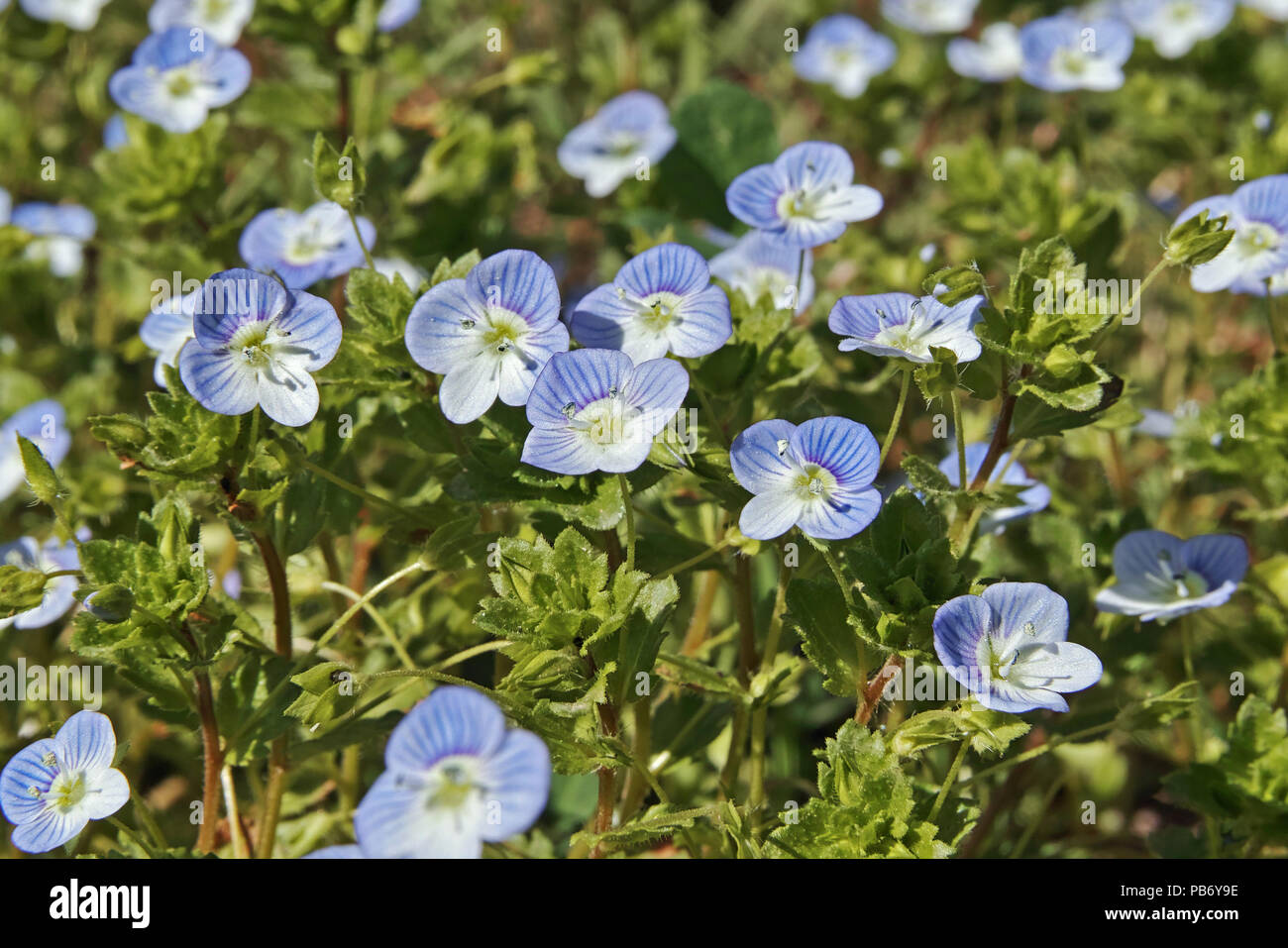 plants of germander speedwell, flowers and leaves Stock Photo