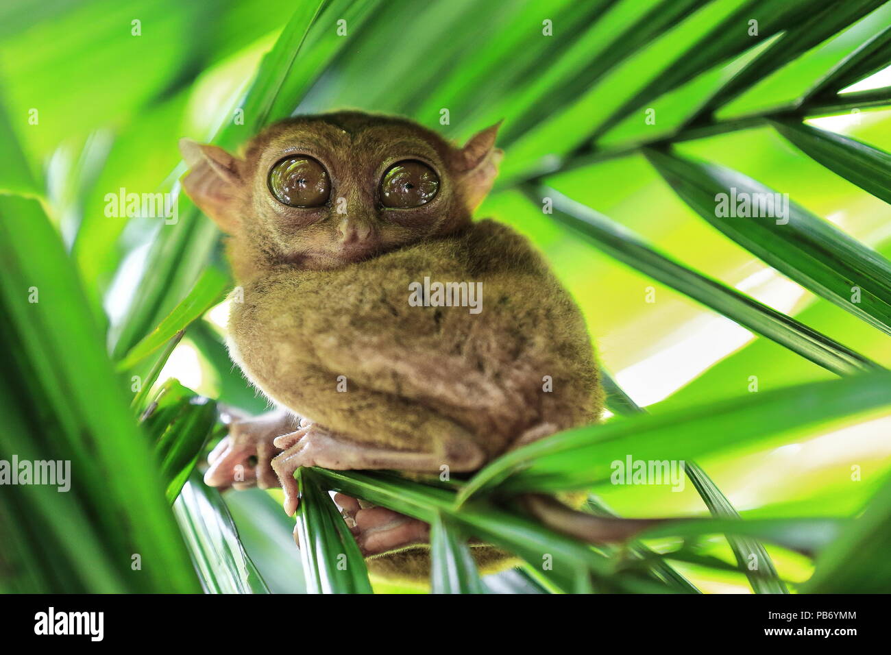 Philippine tarsier -Carlito syrichta- one of the smallest primates in the world perching on a bamboo shot among bamboo leaves in a tropical rainforest Stock Photo