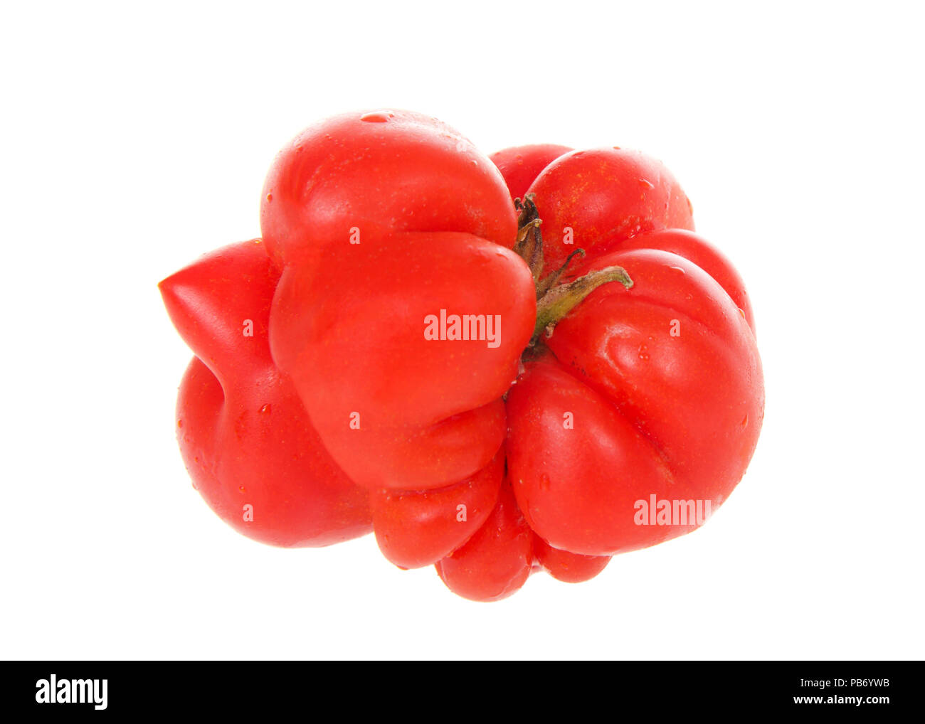 Severely malformed mutant tomato. Ugly fruit. Food shops mostly prefer the best quality fruit and vegetables, or slightly lower-quality goods sold for Stock Photo