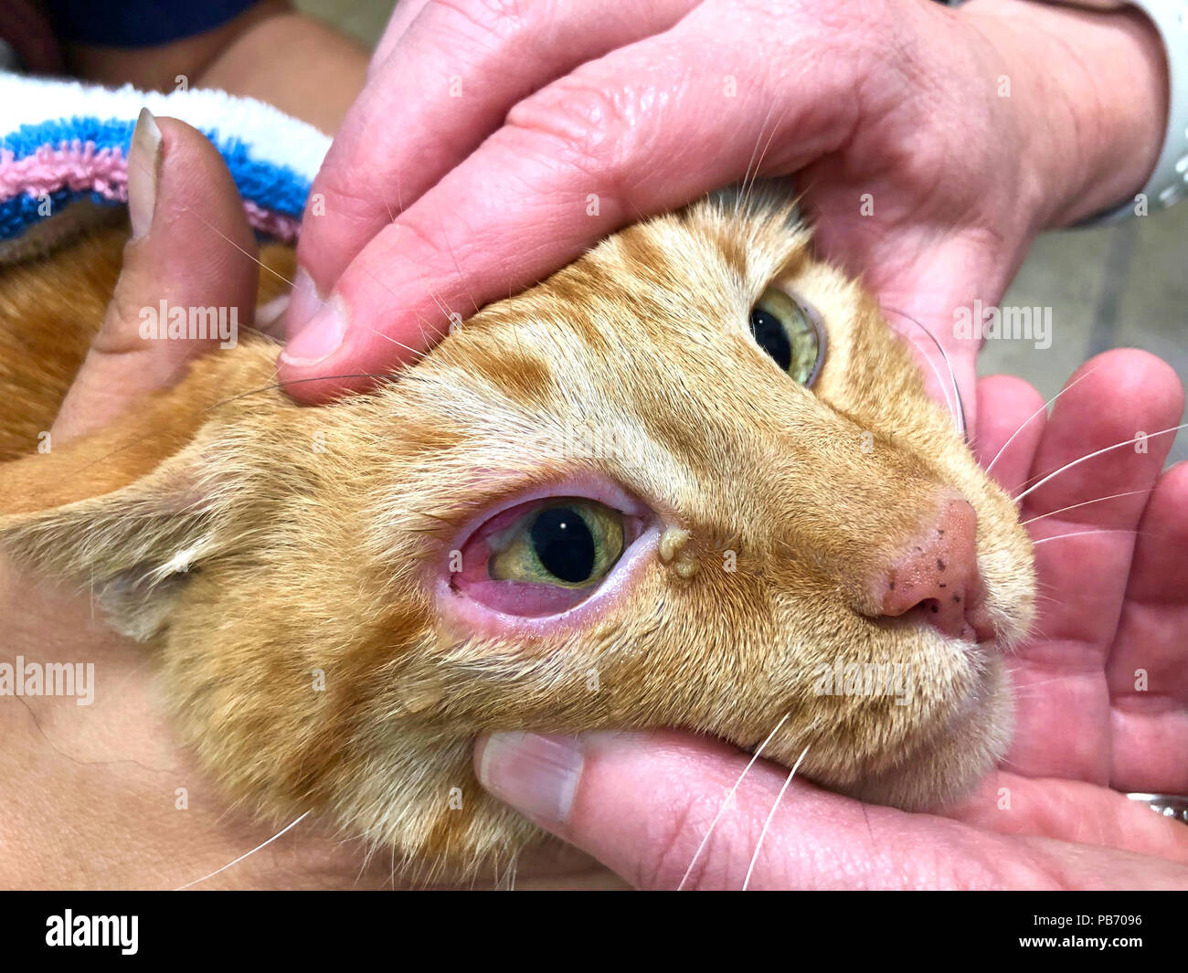Close up on Orange Tabby Cat face being held by multiple hands to assess trauma to eye, red, swollen conjunctiva with laceration and exudate. Stock Photo