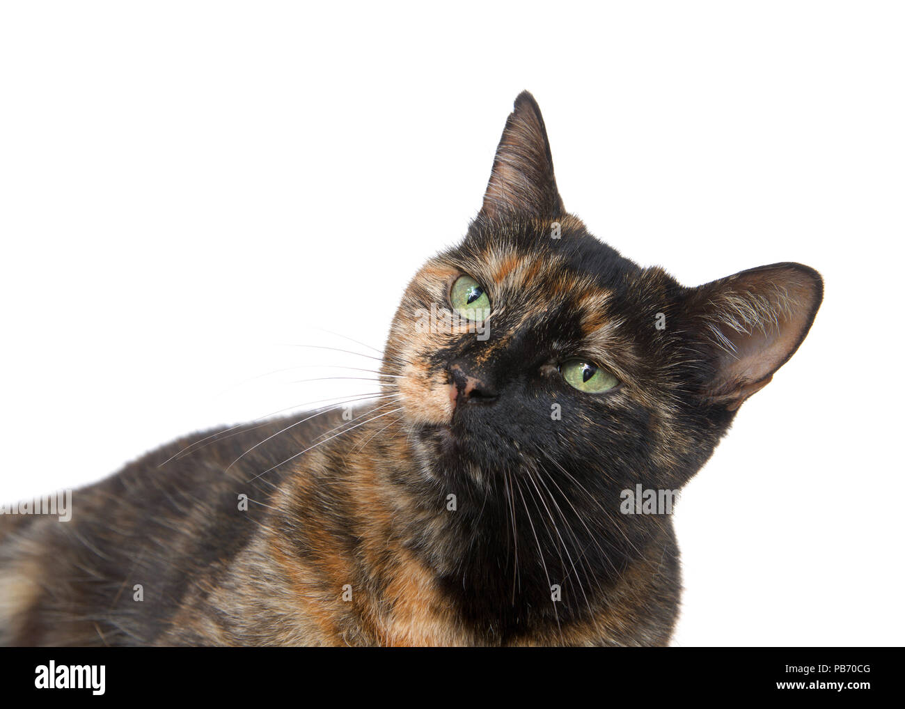 Portrait of a tortie torbie tabby cat with green eyes isolated on white background. Looking up to viewers left. Stock Photo