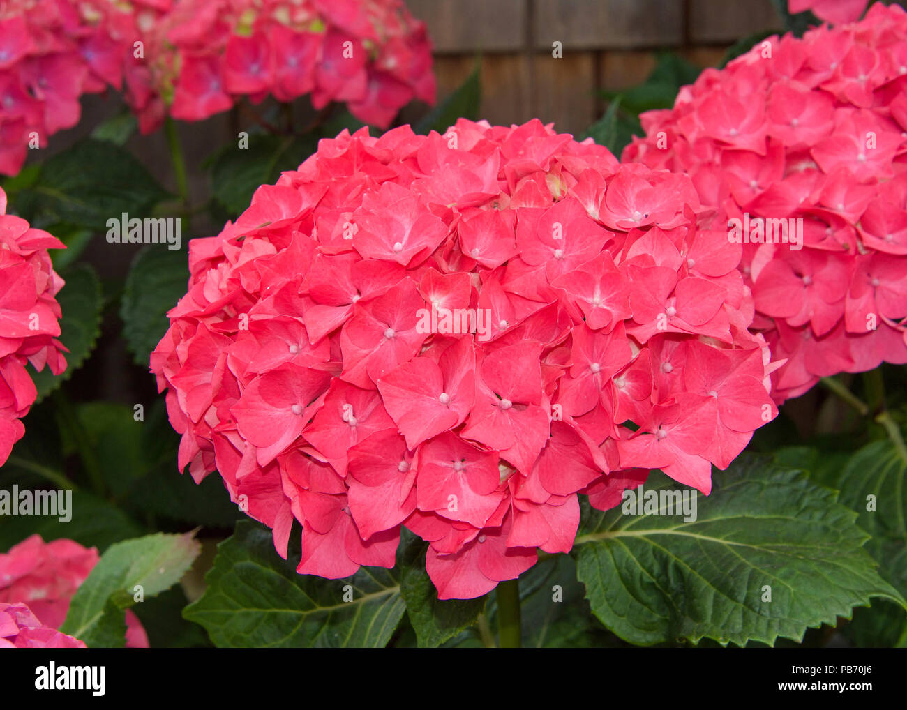 Close up of bright magenta pink hydrangea flower clusters. Beautiful background. Hydrangea is a genus of 70–75 species of flowering plants native to s Stock Photo