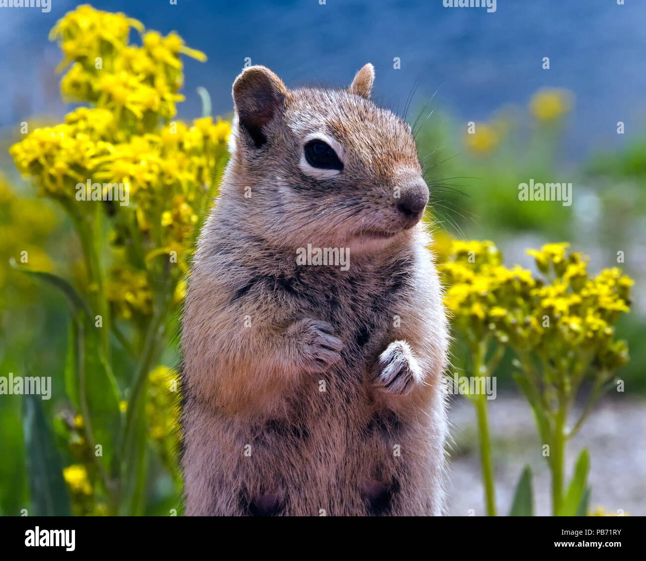 Cute squirrel flower hi-res stock photography and images - Alamy