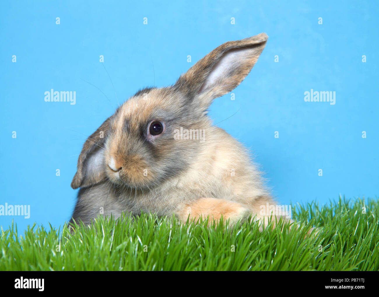Портрет зайчика. Кролики портретные фото. Фото кроликов на Цветном фоне. Зайчонок портрет. Правильный автопортрет зайчик.
