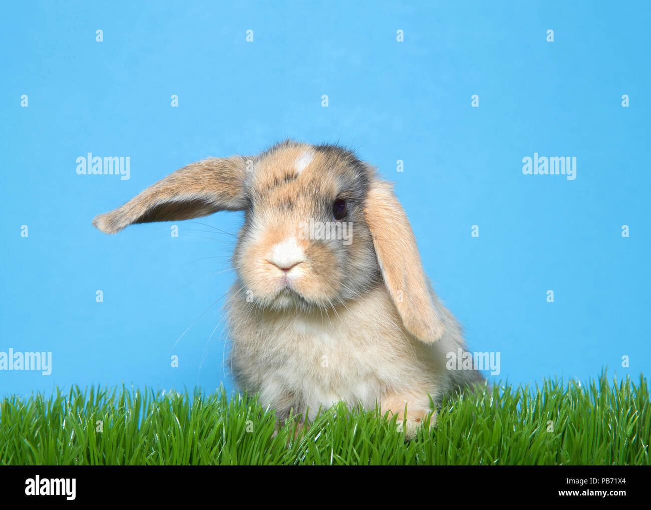 Looped ear cheap bunny