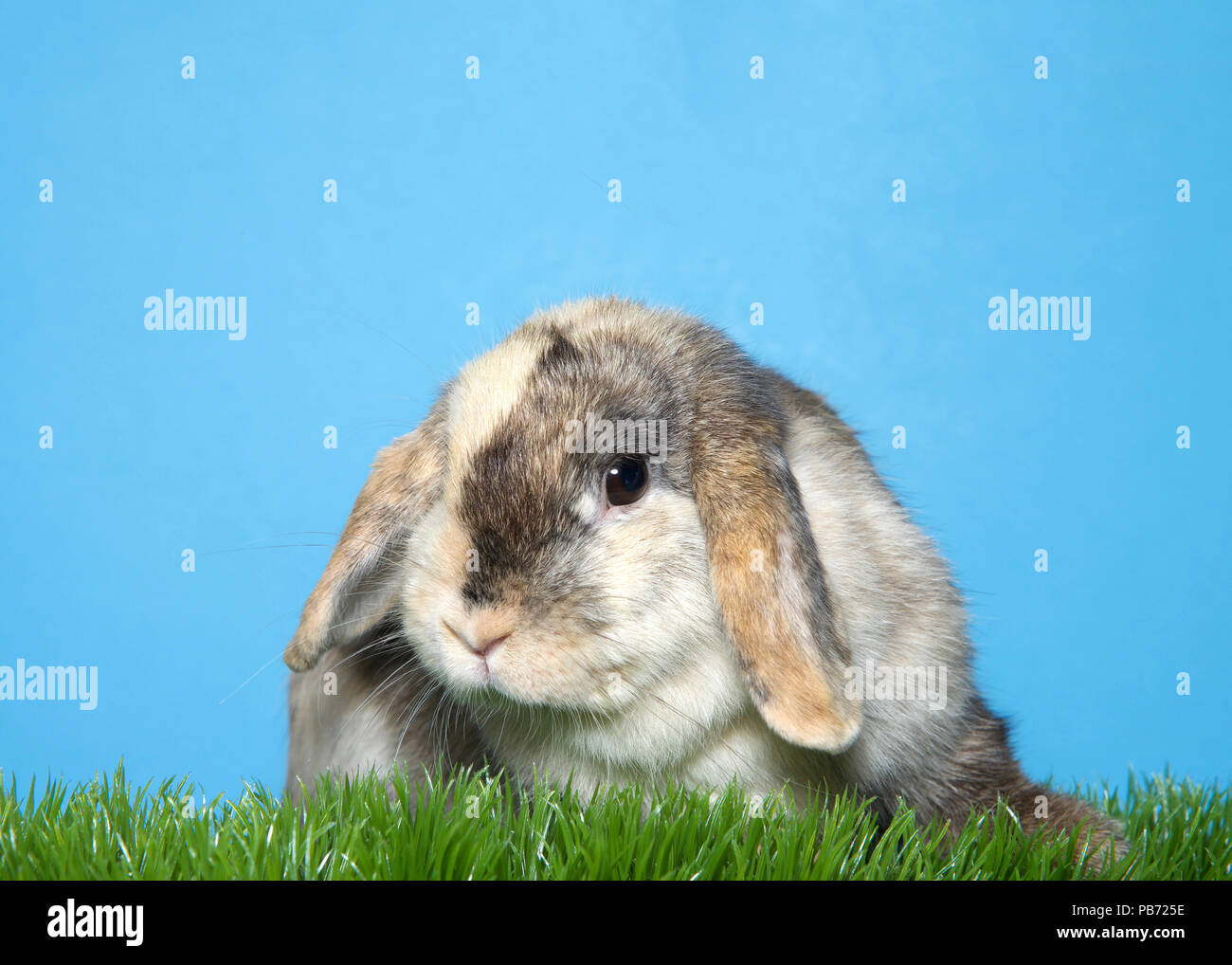 Close up portrait of an adorable calico lop eared bunny rabbit in green