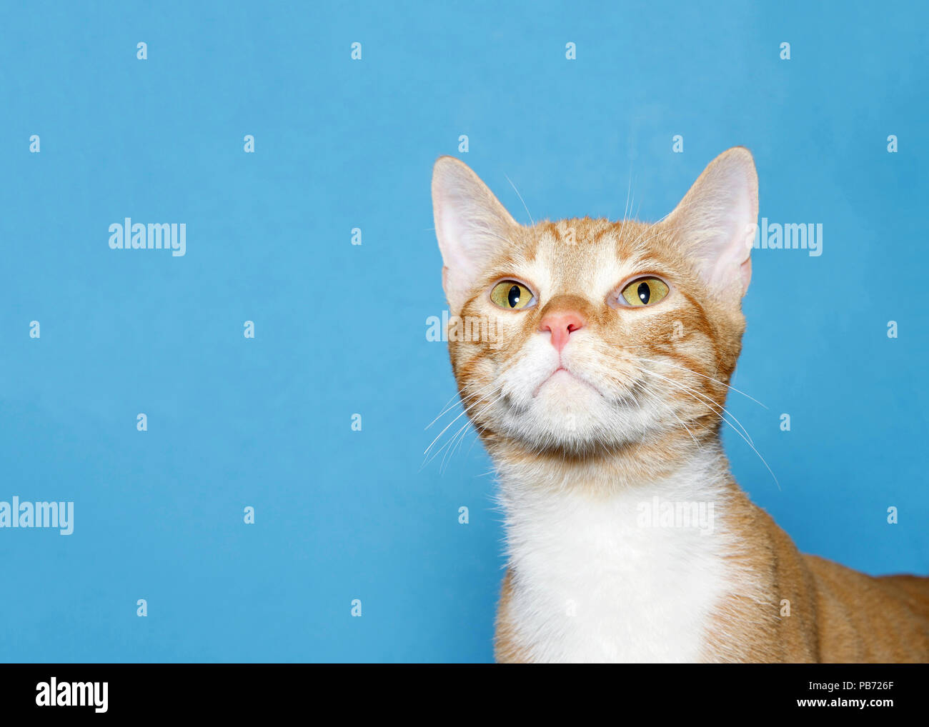 Close up portrait of a cute orange and white tabby cat looking up. Blue ...