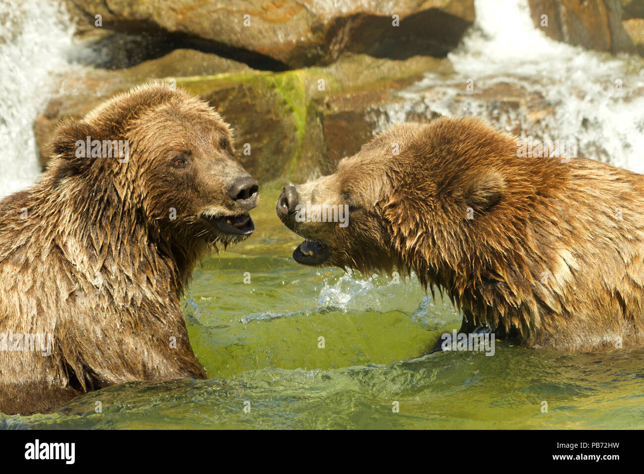 Two adolescent grizzly bears, or North American brown bear, play fighting in a pond of water, water falling over rocks in the background. Stock Photo