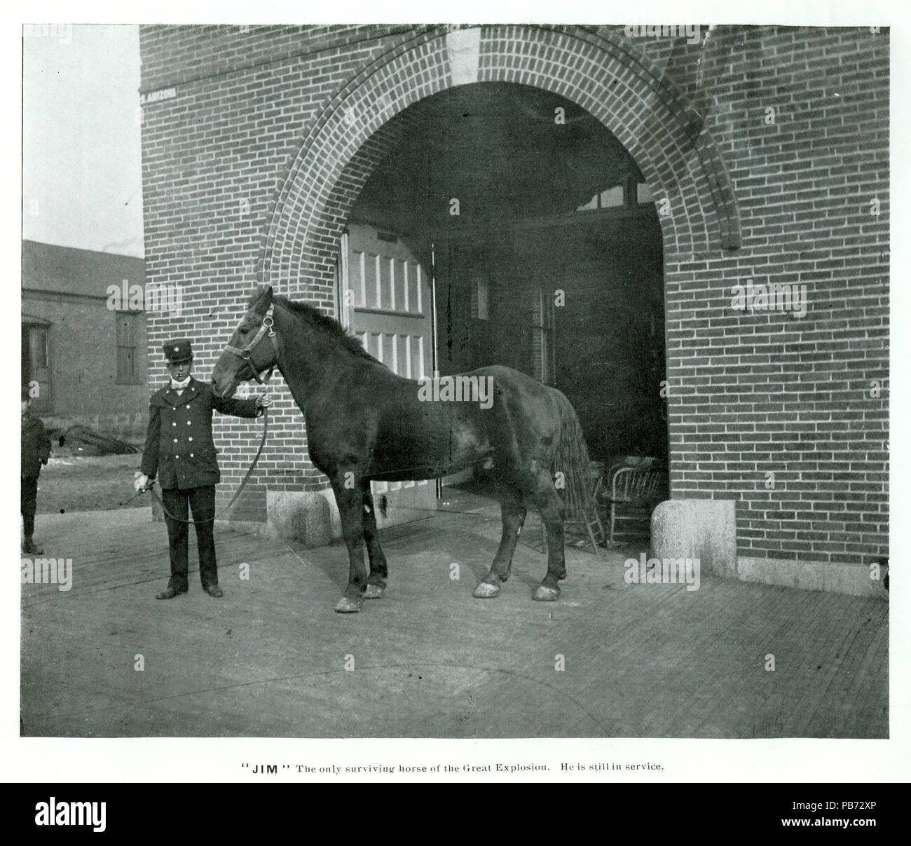 833 Jim, sole surviving horse of 1895 Great explosion Stock Photo - Alamy