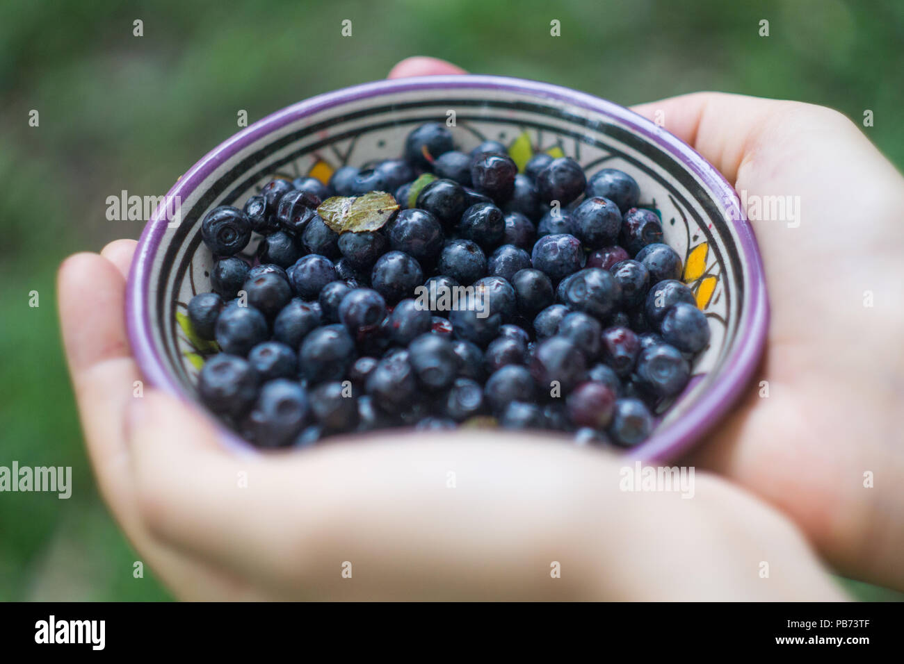 Ripe forest blueberries (bilberry, whortleberry, blaeberry, huckleberry) in a patterned bowl in the hands of a young woman or girl Stock Photo