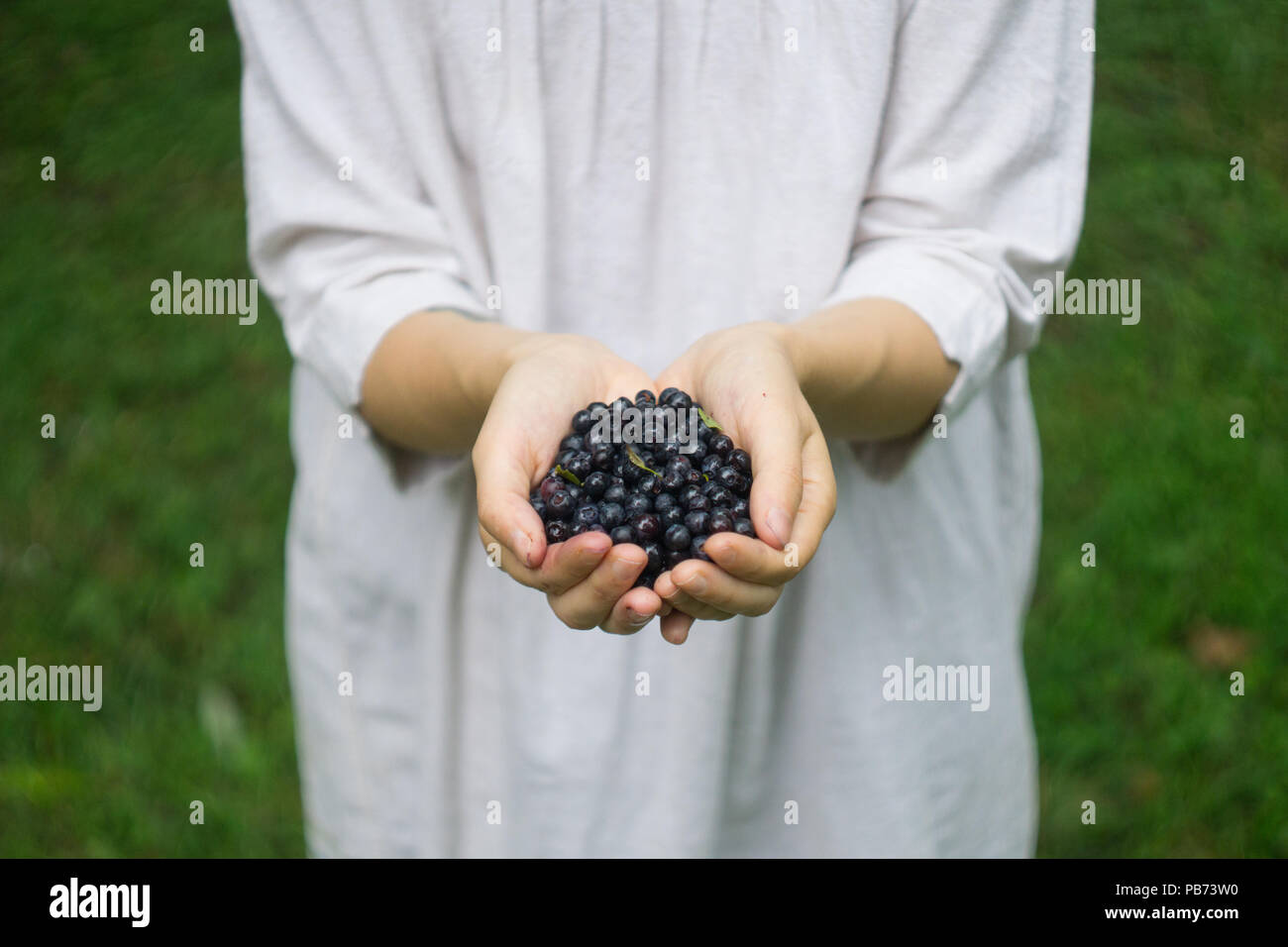 A handful of ripe forest blueberries (bilberry, whortleberry, blaeberry, huckleberry) in the hands of a young woman or girl. Close-up Stock Photo