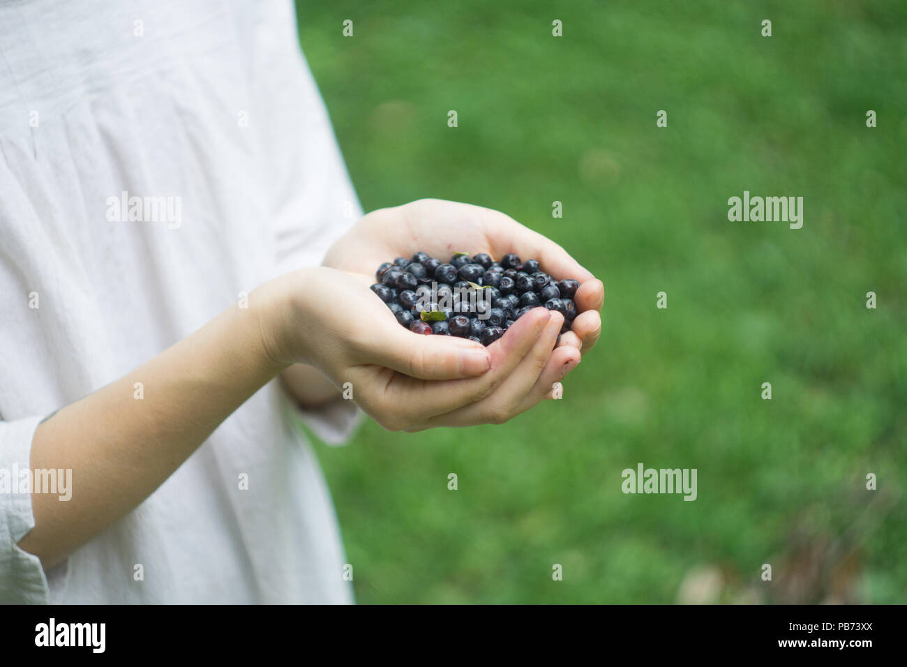 A handful of ripe forest blueberries (bilberry, whortleberry, blaeberry, huckleberry) in the hands of a young woman or girl Stock Photo