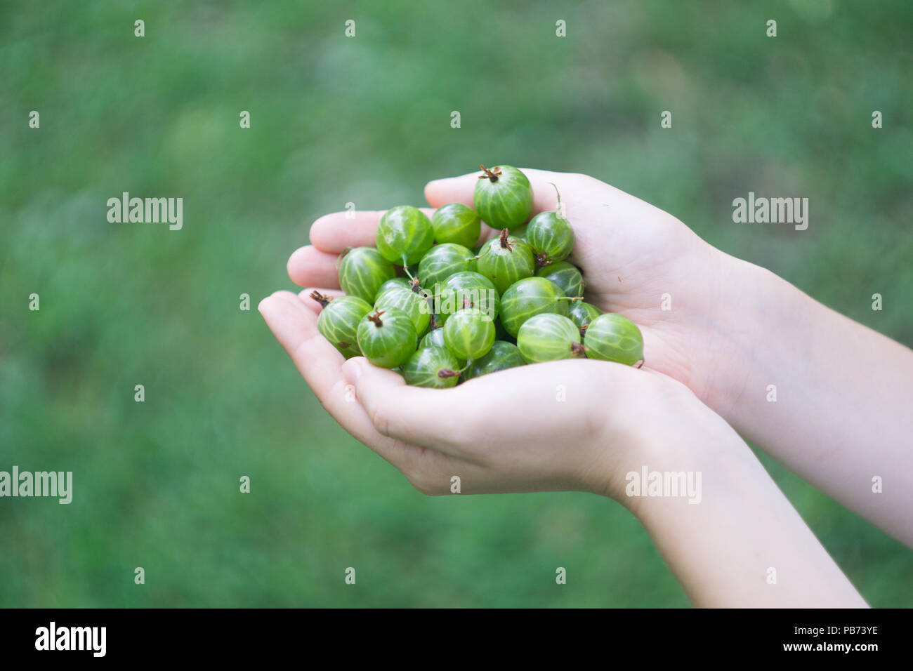 Варенье из крыжовника в банке