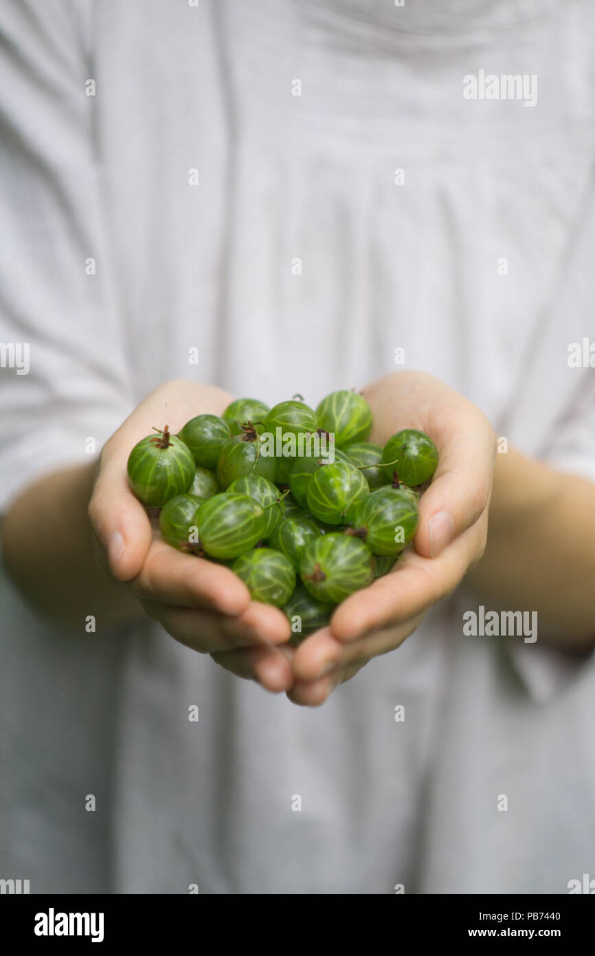 A handful of ripe green forest gooseberry in the hands of a young woman A handful of ripe green forest gooseberry in the hands of a young woman