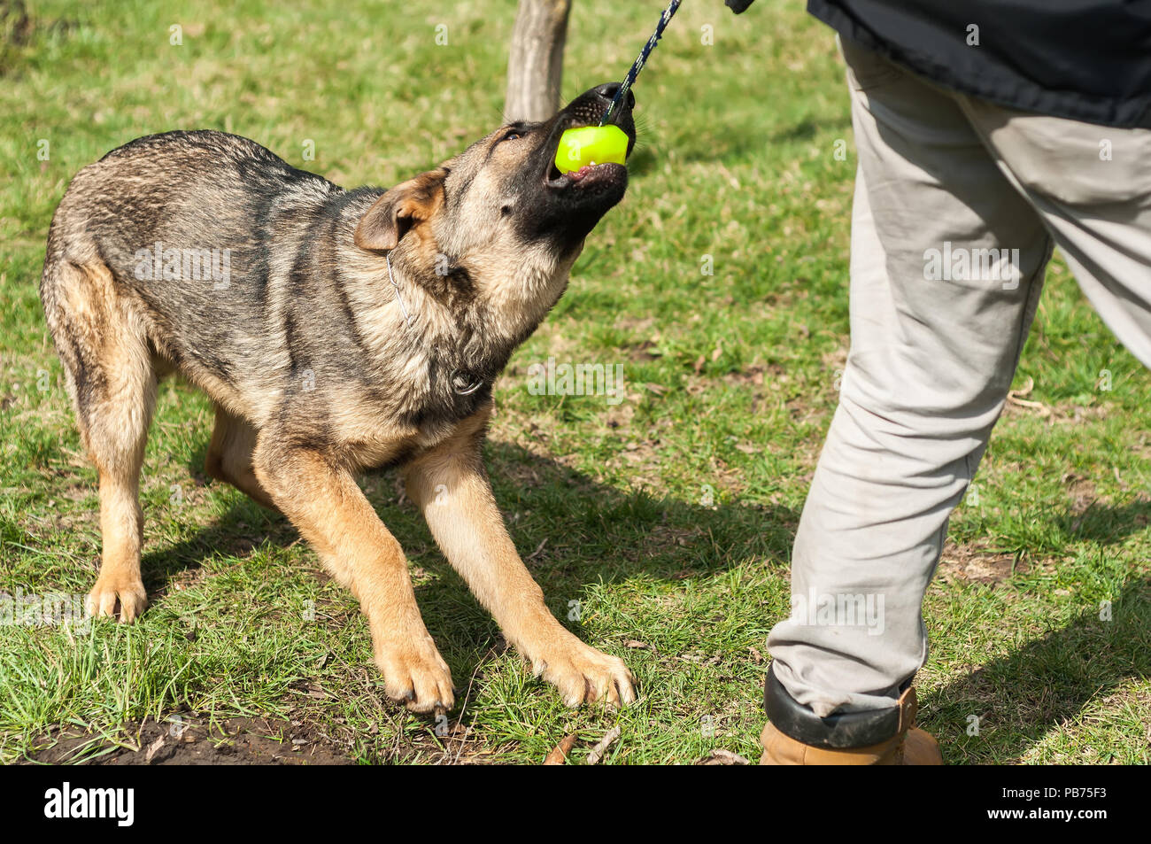 A german shepherd puppy trained by a dog trainer with a ball in a green