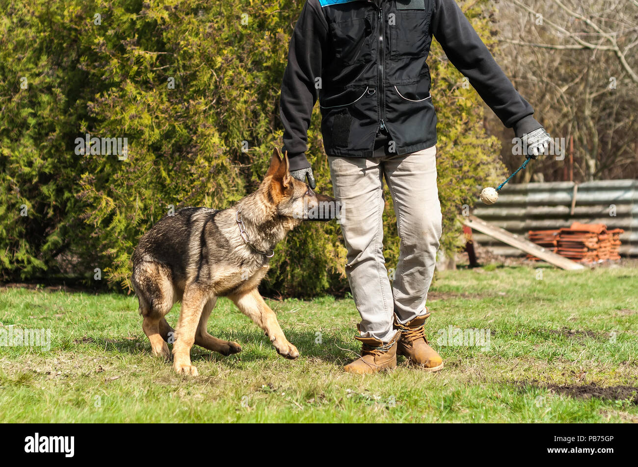 A german shepherd puppy trained by a dog trainer with a ball in a green environment at a sunny springtime. Stock Photo