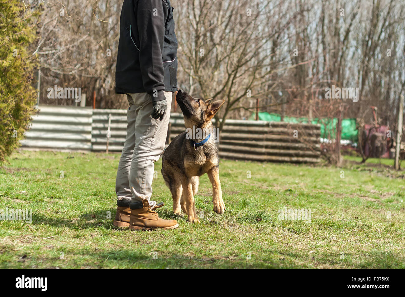 German shepherd cheap trainers
