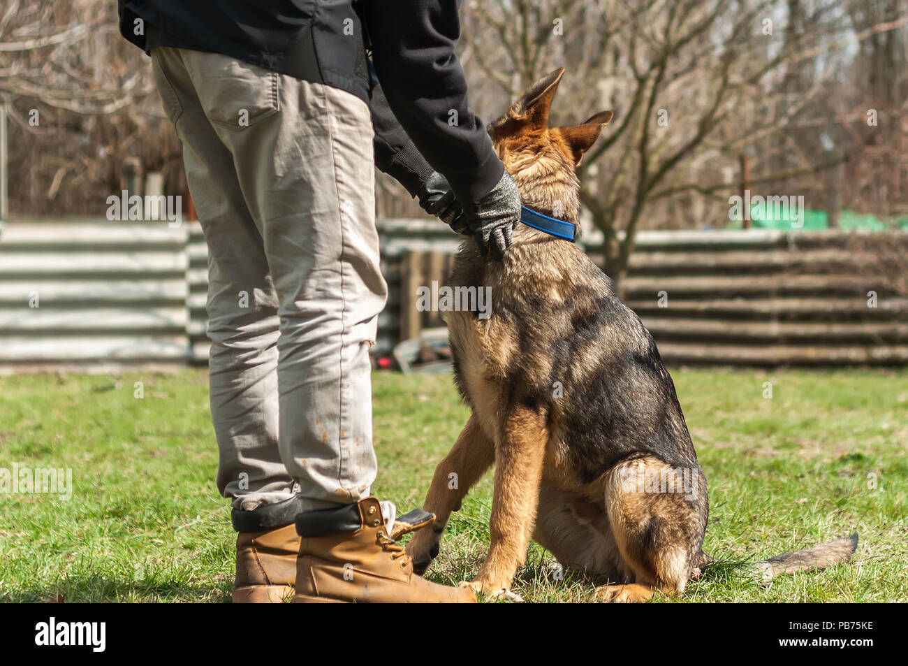 A german shepherd puppy trained by a dog trainer in a green environment at a sunny springtime. Stock Photo